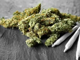 Usuarios de marihuana medicinal enfrentan riesgos de adicción y dependencia.