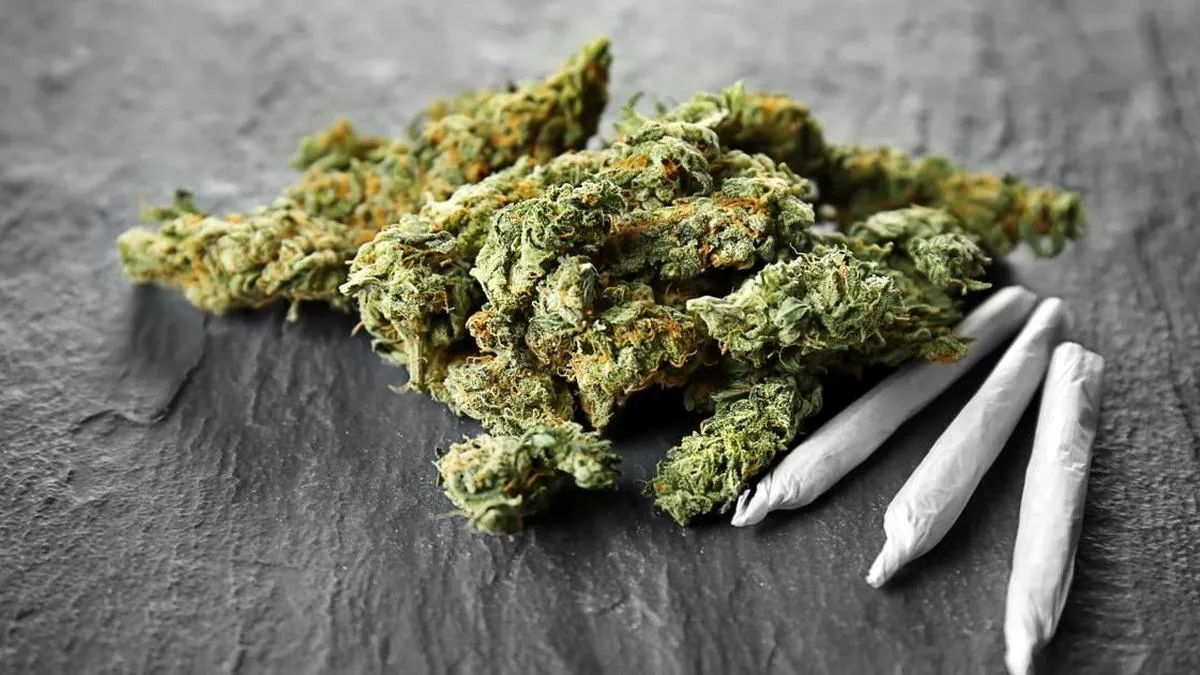 Usuarios de marihuana medicinal enfrentan riesgos de adicción y dependencia.