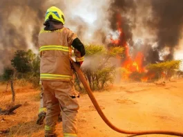 Alerta Roja en Lebu por incendio forestal cerca de áreas pobladas.