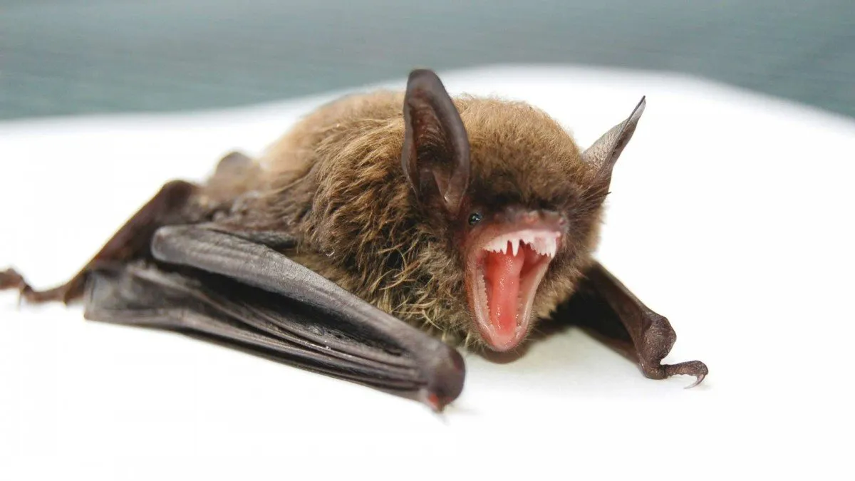 Murciélago con rabia hallado en universidad de La Serena