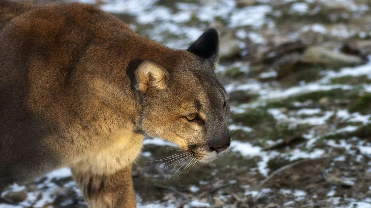 Un puma causa alarma tras atacar mascotas en El Arrayán Un puma causa alarma tras atacar mascotas en El Arrayán