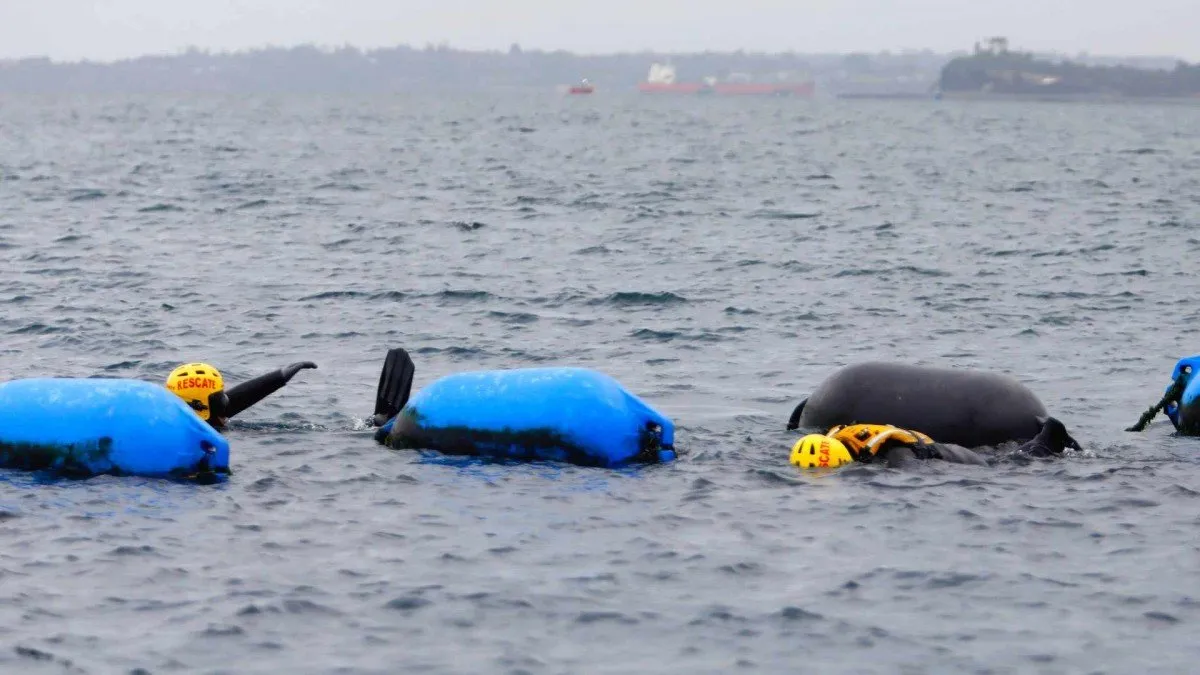 Naufragio en Los Lagos: 15 personas halladas en roqueríos tras el accidente.