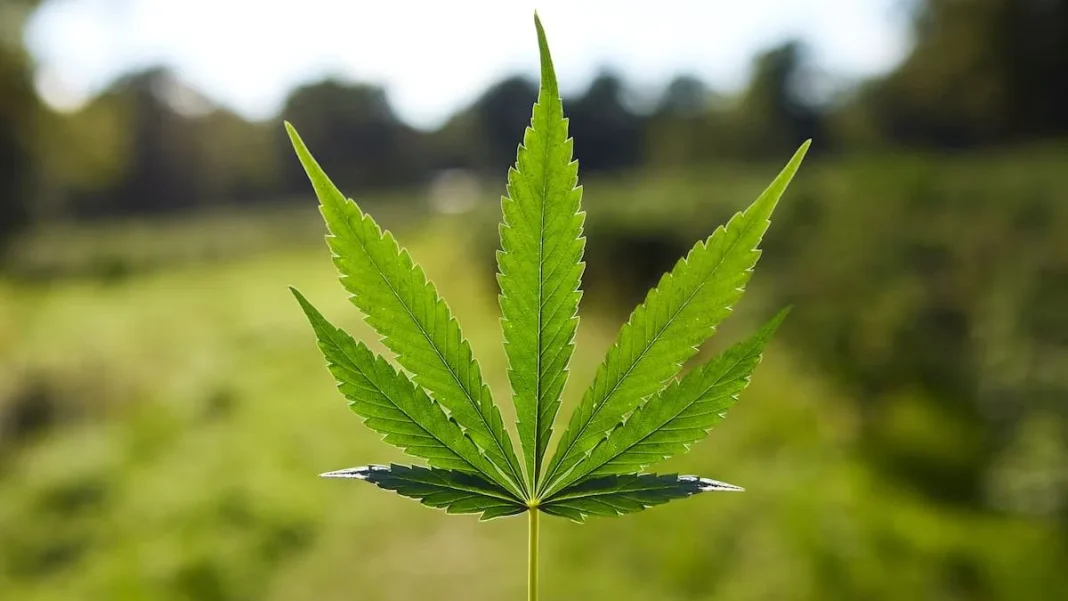 Un hallazgo sorprendente: el cannabis comparte un componente con otra planta.