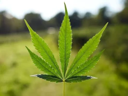 Un hallazgo sorprendente: el cannabis comparte un componente con otra planta.