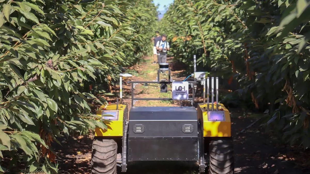 Nuevo proyecto utiliza IA para mejorar la producción de cerezos.
