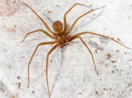 Araña de Rincón en Chile Veneno