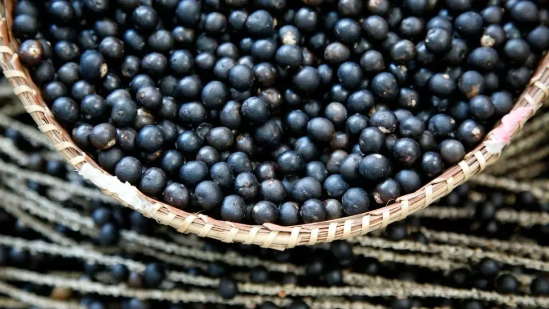 Descubre la semilla milagrosa que combate la obesidad y la diabetes.