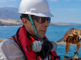 La minera del Grupo Luksic contrata un ave rapaz para proteger sus instalaciones.