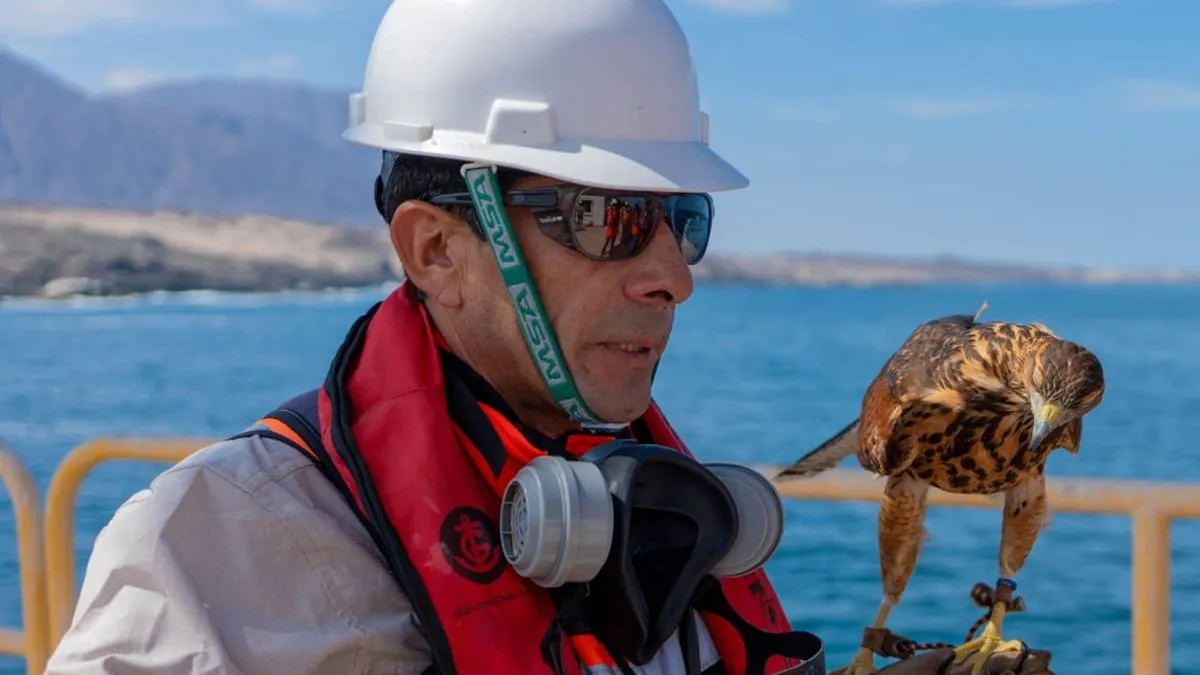 La minera del Grupo Luksic contrata un ave rapaz para proteger sus instalaciones.