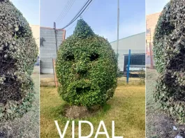 Arbusto podado con rostro de Arturo Vidal es quemado en Talcahuano.