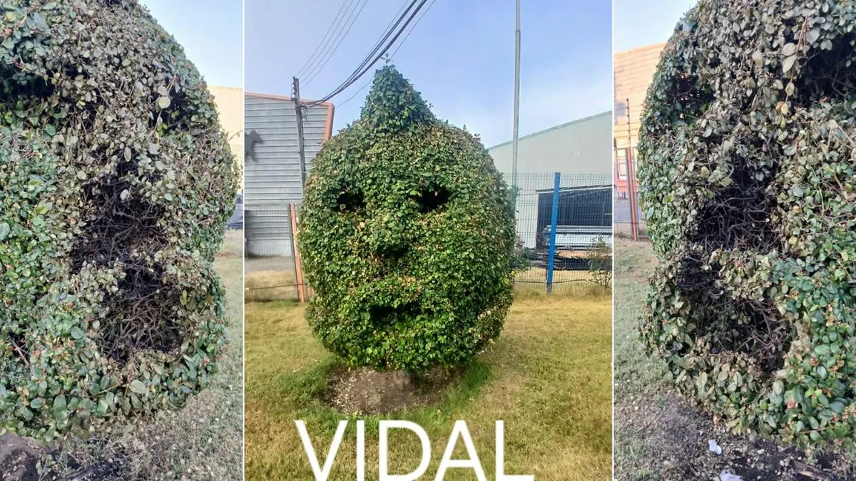 Arbusto podado con rostro de Arturo Vidal es quemado en Talcahuano. Arbusto podado con rostro de Arturo Vidal es quemado en Talcahuano.