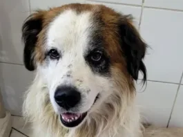 Perro herido escapa de la veterinaria tras ataque con cuchillo y portón abierto.