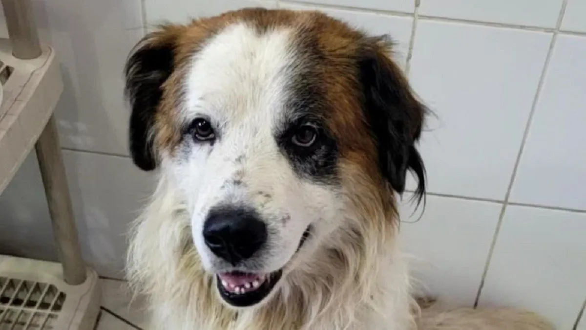 Perro herido escapa de la veterinaria tras ataque con cuchillo y portón abierto.