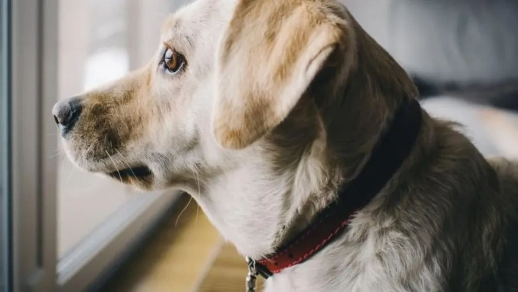 Consejos para que tu perro esté tranquilo mientras disfrutas de tus vacaciones.