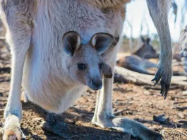 Científicos australianos logran el primer embrión de canguro por fecundación in vitro.
