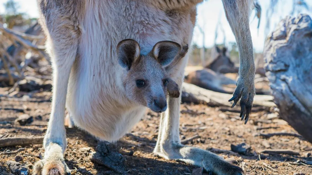 Científicos australianos logran el primer embrión de canguro por fecundación in vitro.