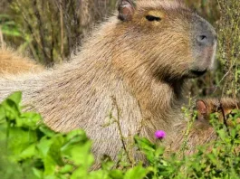 Descubre el único lugar en Chile para observar capibaras