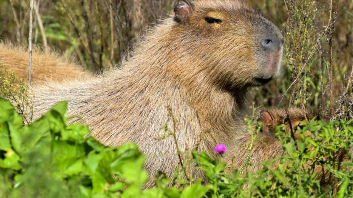 Descubre el único lugar en Chile para observar capibaras