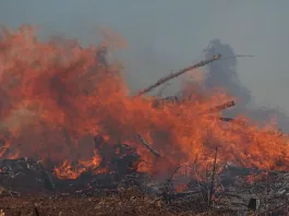 Incendios forestales en Los Ríos: Paillaco enfrenta el siniestro más extenso del año.