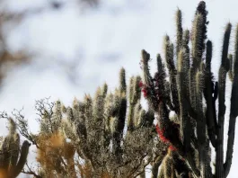 Ola de calor extremo: parques y reservas nacionales cerrados por temperaturas de 40°C.
