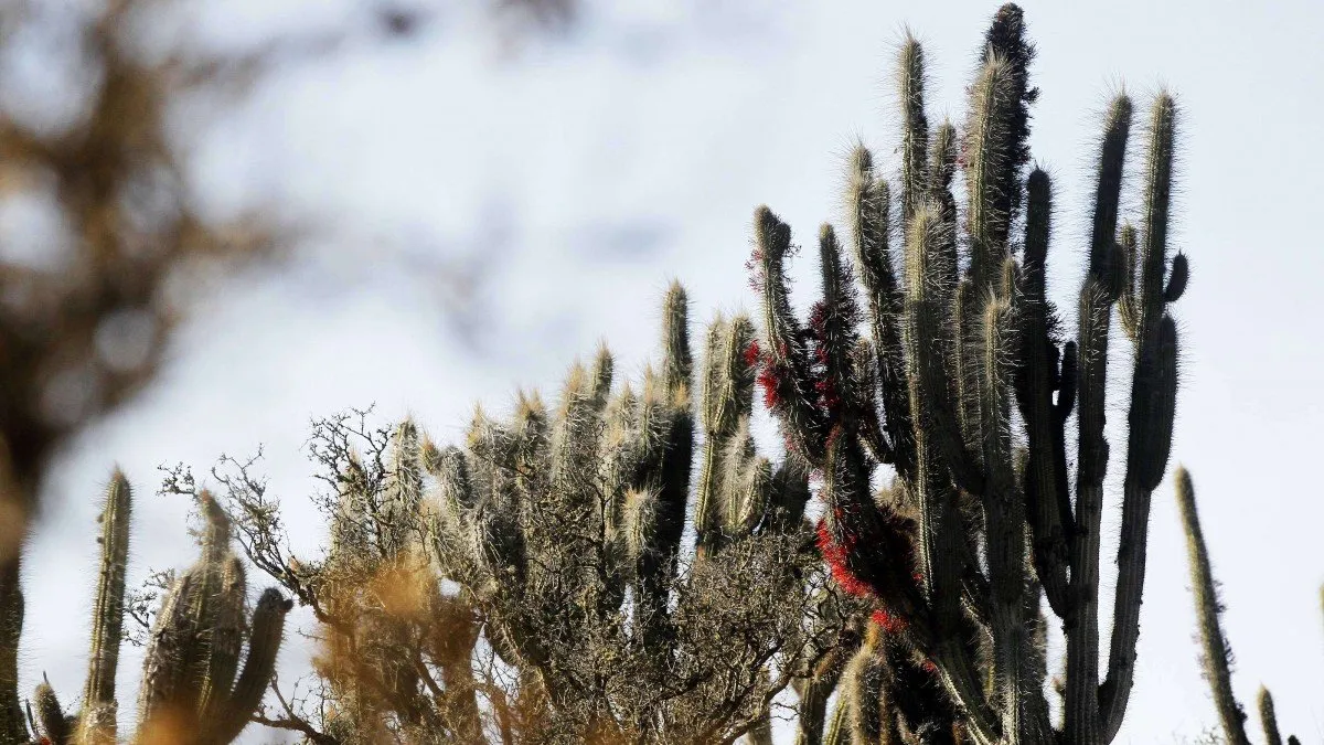 Ola de calor extremo: parques y reservas nacionales cerrados por temperaturas de 40°C.