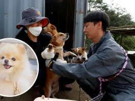 Corea del Sur: Ley contra criaderos de perros para comida solo cierra el 40% en un año.