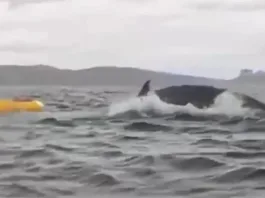 Un joven relata su sorprendente experiencia tras ser expulsado por una ballena.