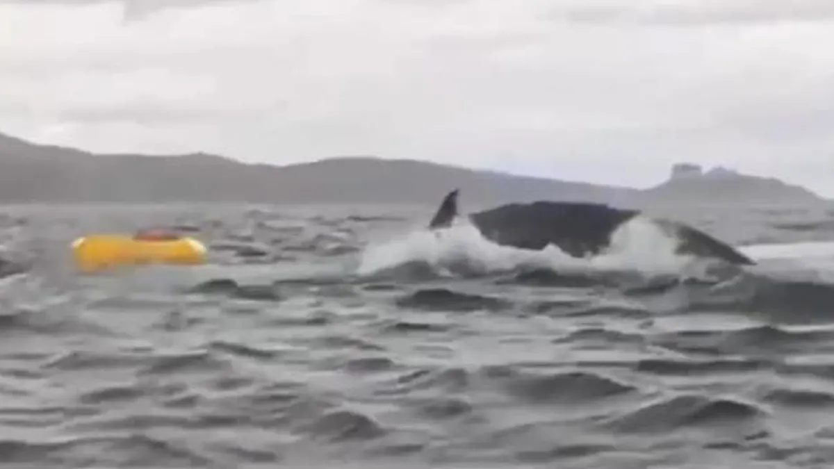 Un joven relata su sorprendente experiencia tras ser expulsado por una ballena.