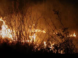 Mundo agrícola exige acciones urgentes contra incendios que amenazan cultivos.