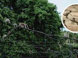 Un mono causa un apagón en Sri Lanka al entrar en una subestación eléctrica.