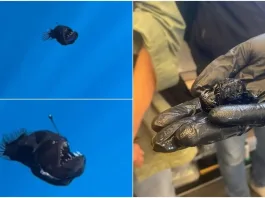 El sorprendente tamaño del pez 'diablo negro' captado en la superficie marina.