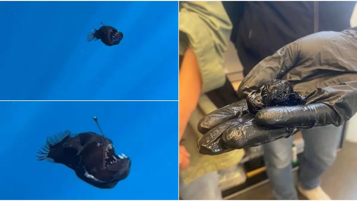 El sorprendente tamaño del pez 'diablo negro' captado en la superficie marina.