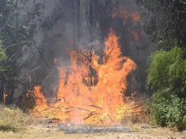 19 detenidos por incendios forestales en la Región del Ñuble.