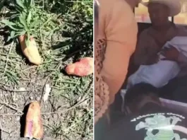 Tragedia en México: tres niños mueren tras consumir pan envenenado para perros.
