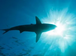 Un tiburón rescatado en Viña del Mar por un exfuncionario de la Armada.