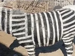 Burros pintados con rayas para simular cebras en un zoológico sorprende a todos.