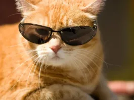 Otoño en Chile: Temperaturas bajan y lluvias llegan desde Patagonia al Centro-Sur.