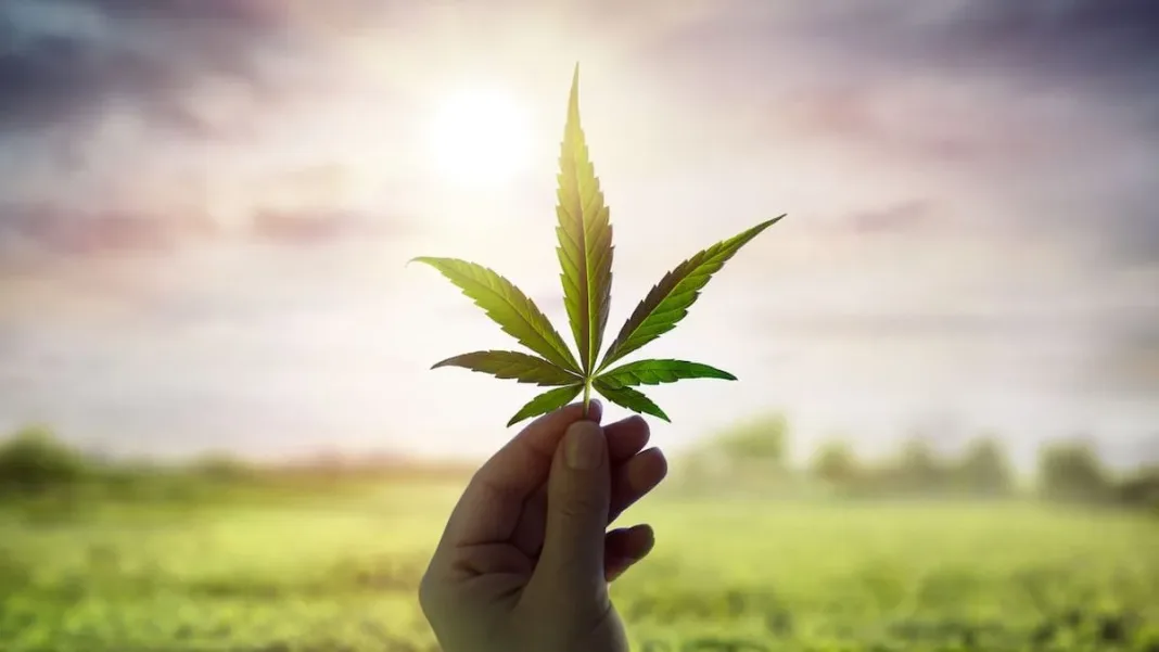 Un nuevo estudio desafía creencias sobre el impacto del cannabis en la mente.