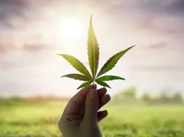 Un nuevo estudio desafía creencias sobre el impacto del cannabis en la mente.