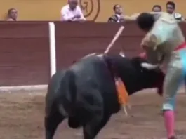 Torero en estado crítico tras brutal corneada en México: 20 segundos de agonía.