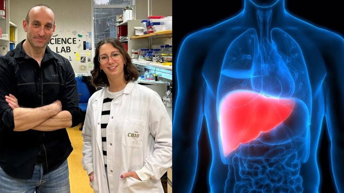 Nuevo hallazgo: un mecanismo que regenera el hígado en minutos tras sufrir daños. Nuevo hallazgo: un mecanismo que regenera el hígado en minutos tras sufrir daños.