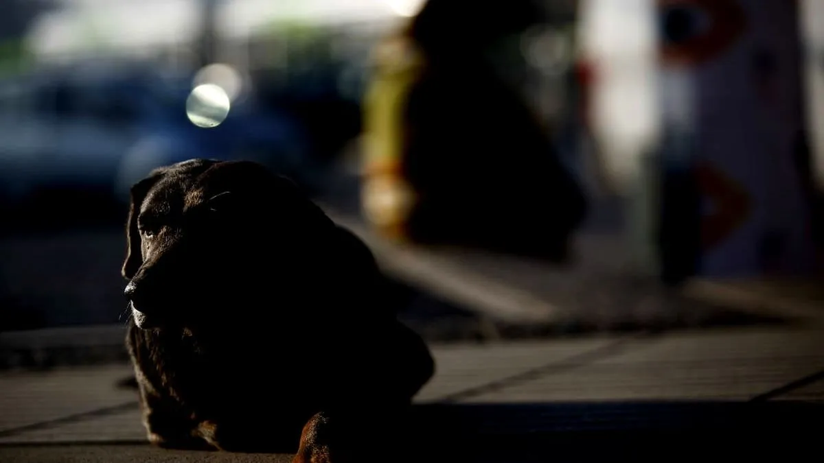 Un perro callejero apuñalado en La Serena: un acto de brutal maltrato animal.