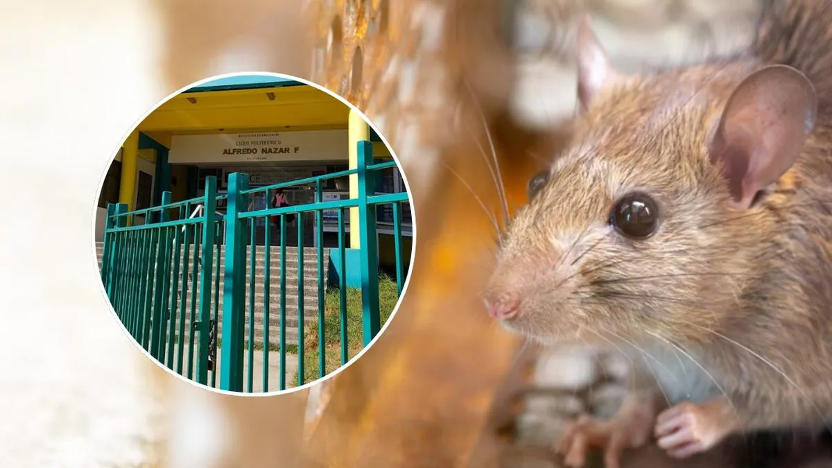 Suspensión de clases en liceo de Valparaíso por plaga de ratones en cocina. Suspensión de clases en liceo de Valparaíso por plaga de ratones en cocina.