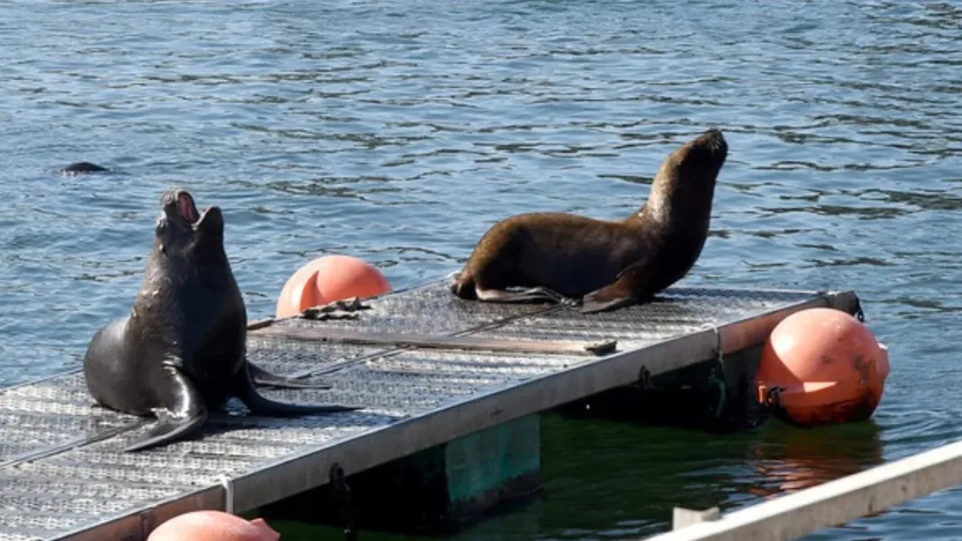 Delegación chilena en China busca soluciones a la sobrepoblación de lobos marinos.
