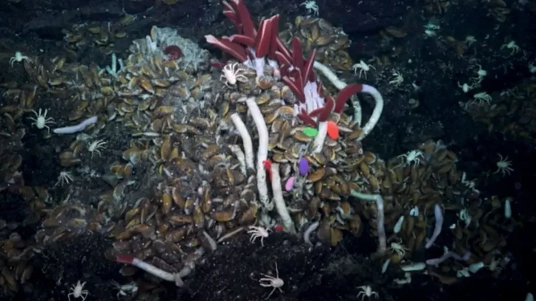 Gusanos de medio metro descubiertos bajo la corteza terrestre: un hallazgo asombroso.