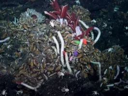 Gusanos de medio metro descubiertos bajo la corteza terrestre: un hallazgo asombroso.