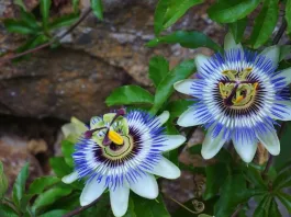 Descubre la planta resistente que mejora tu salud y crece en cualquier lugar.