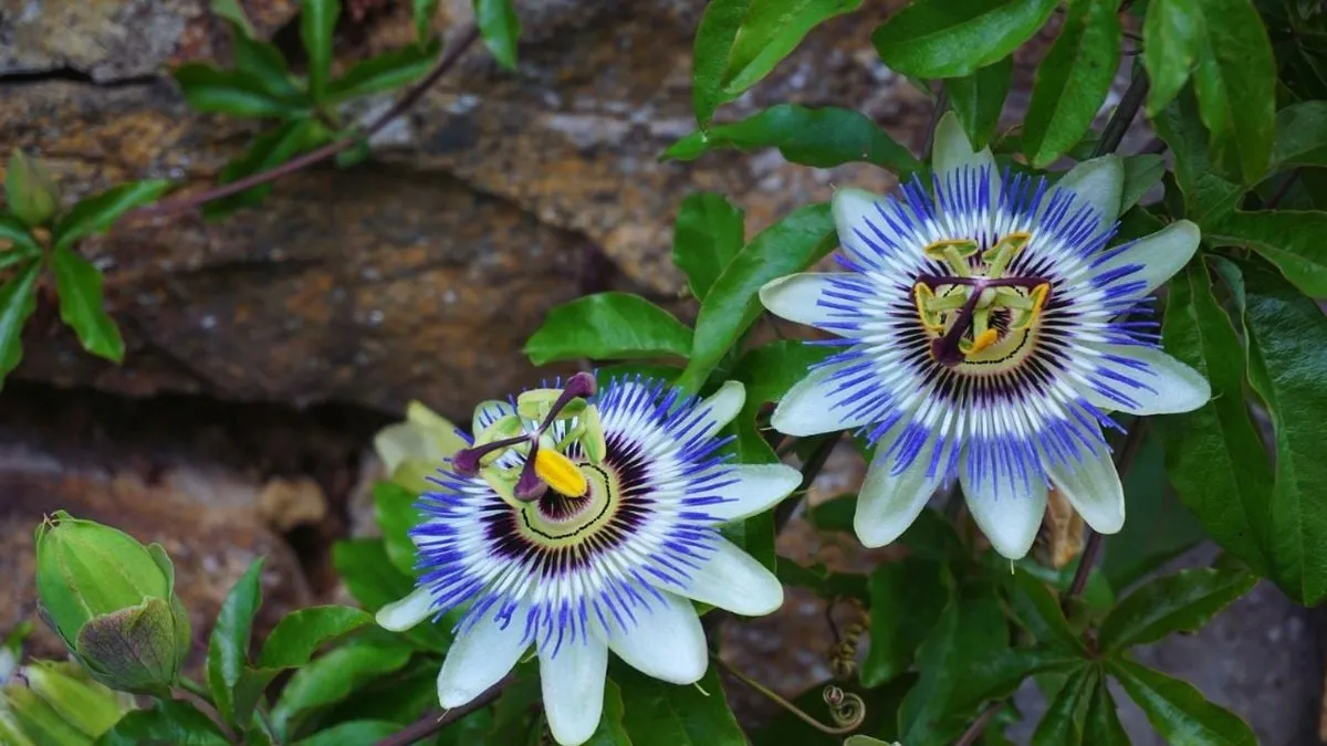Descubre la planta resistente que mejora tu salud y crece en cualquier lugar.