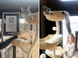 Un gato establece récord Guinness con su cola de 47 cm de longitud.