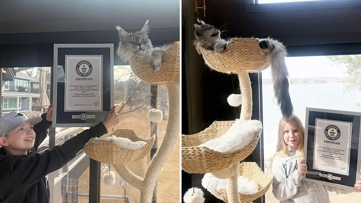 Un gato establece récord Guinness con su cola de 47 cm de longitud.